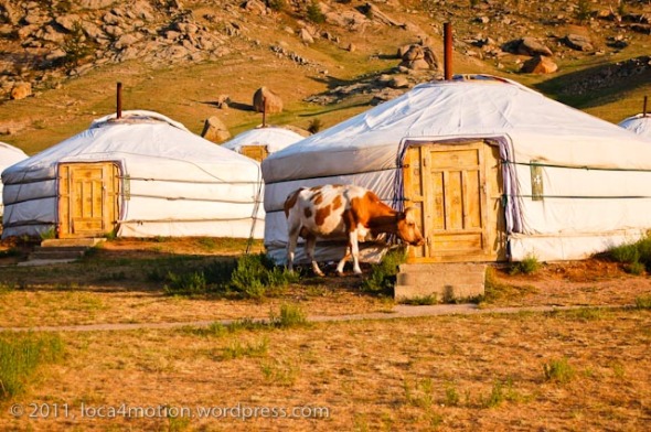 Terelj Lodge Tourist Ger Camp Gorkhi-Terelj National Park Mongolia Close up Gers Exterior And Cow